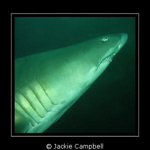 One of my first underwater photos. Grey nurse shark at th... by Jackie Campbell 